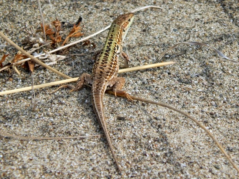 Podarcis siculus